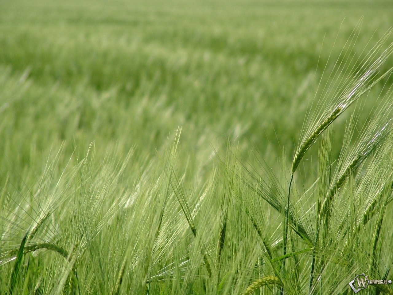Зелёное поле пшеницы 1280x960