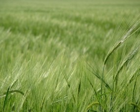 Зелёное поле пшеницы