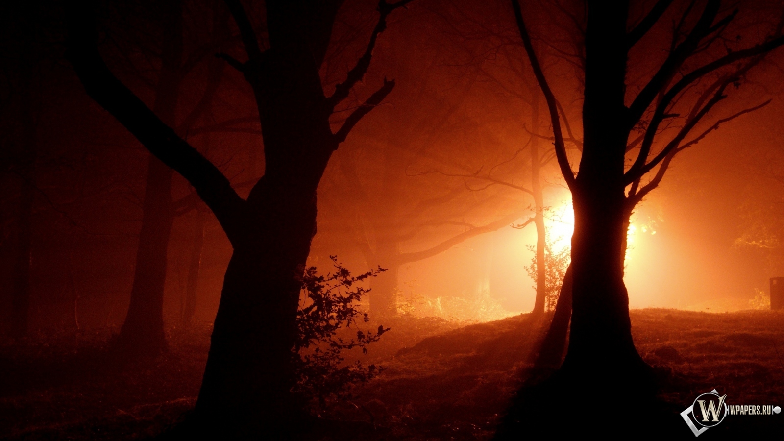 Ночной лес 1600x900