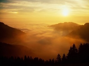 Обои Туманный рассвет: Деревья, Солнце, Туман, Природа