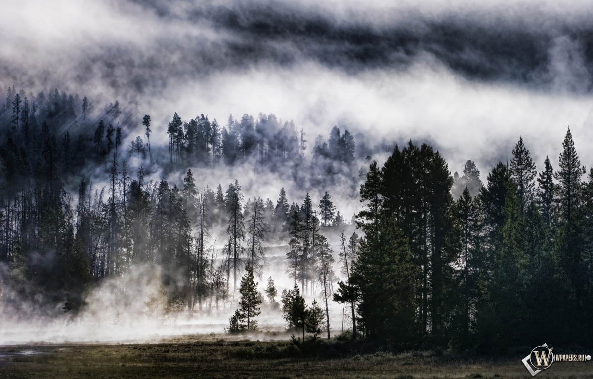 Лес в тумане 1200x768