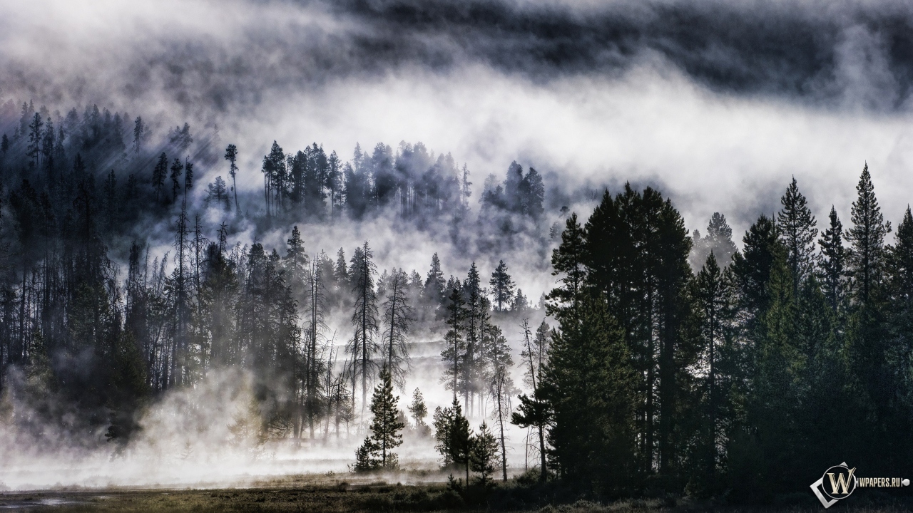 Лес в тумане 1280x720