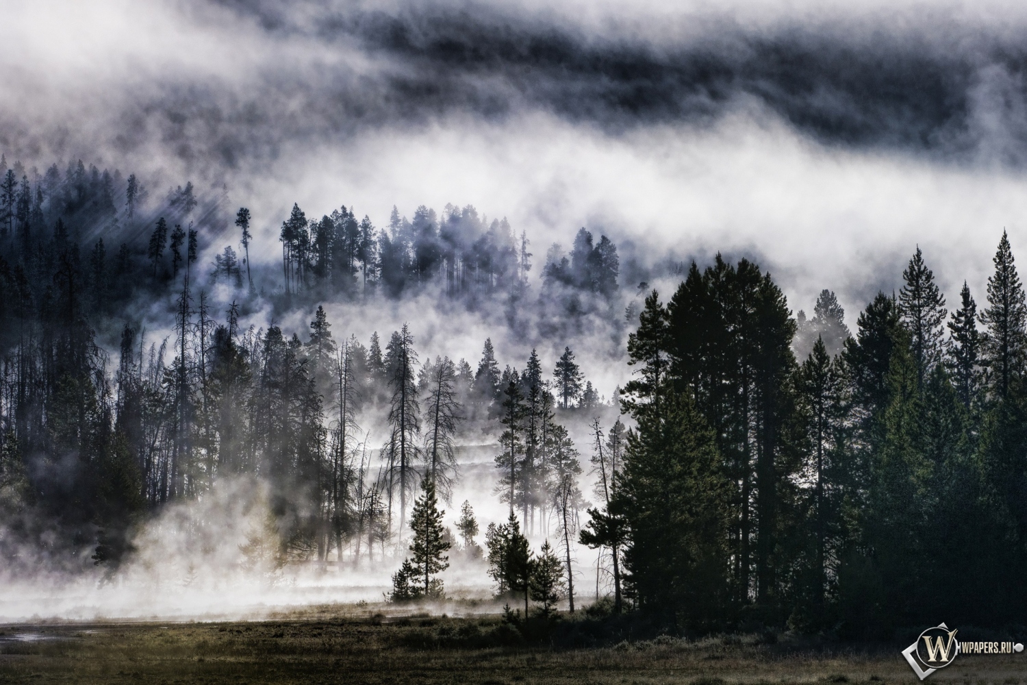 Лес в тумане 1500x1000