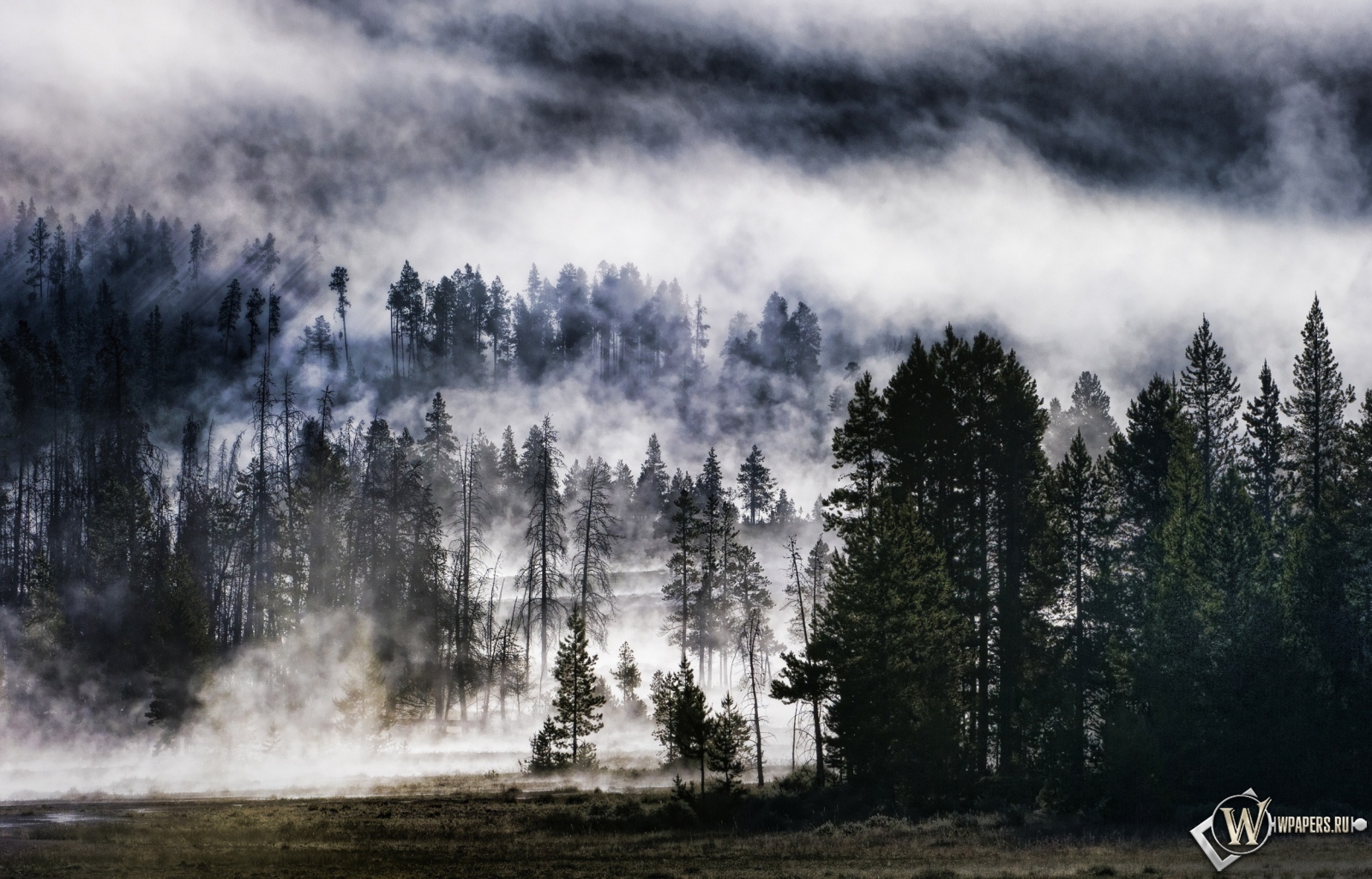Лес в тумане 1600x1024