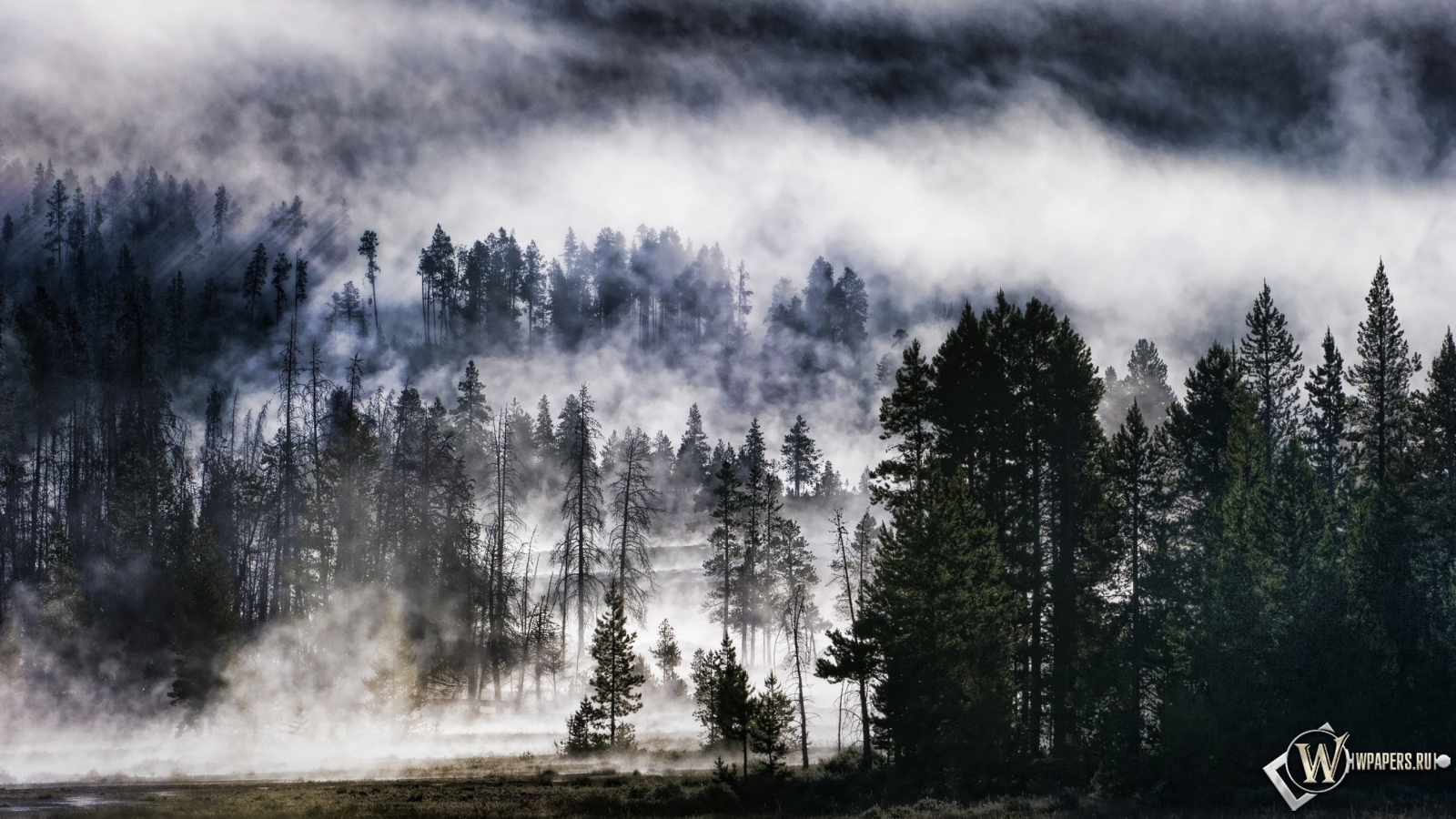 Лес в тумане 1600x900