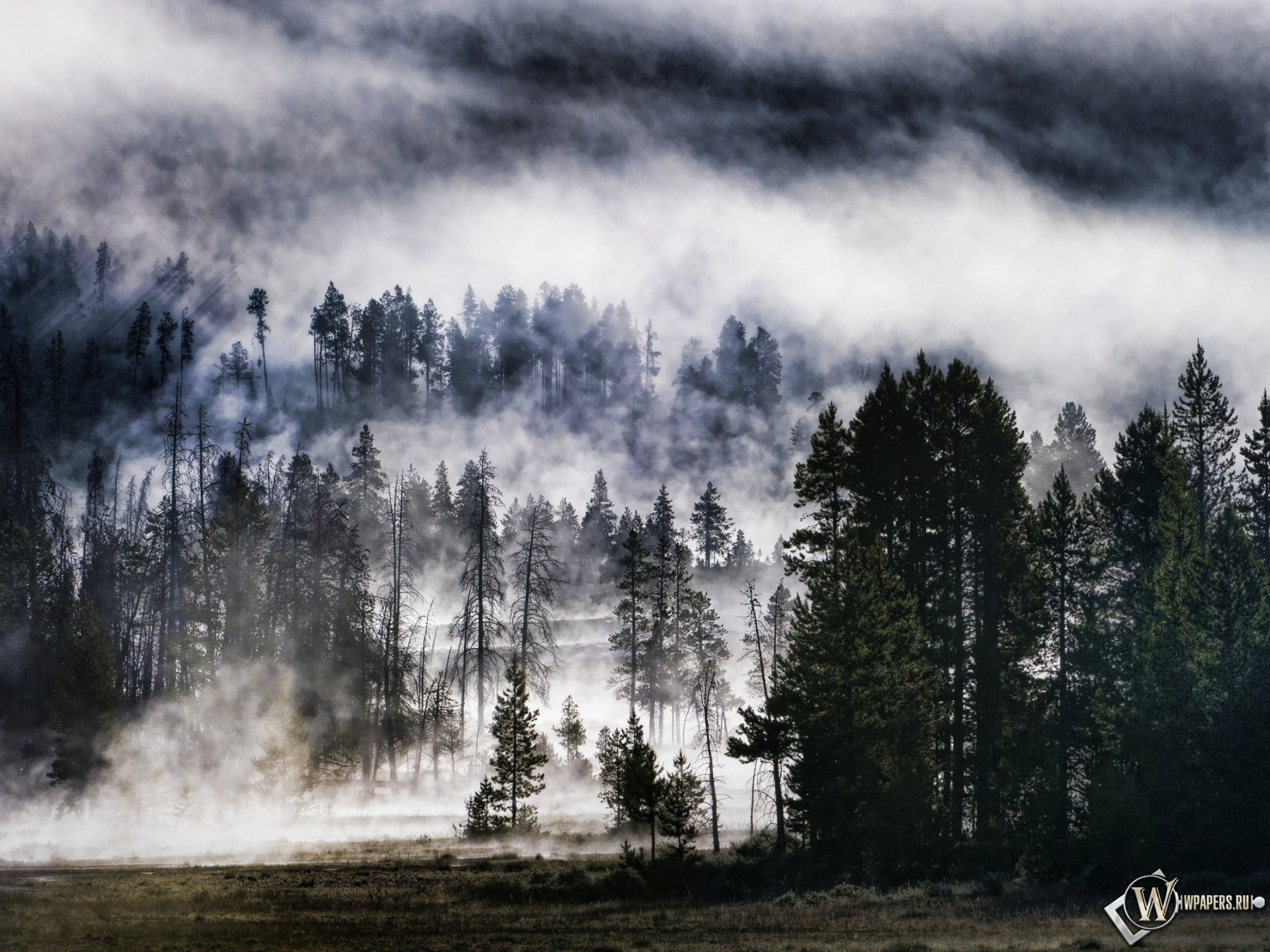 Лес в тумане 1920x1440
