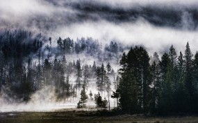 Обои Лес в тумане: Лес, Природа, Небо, Природа