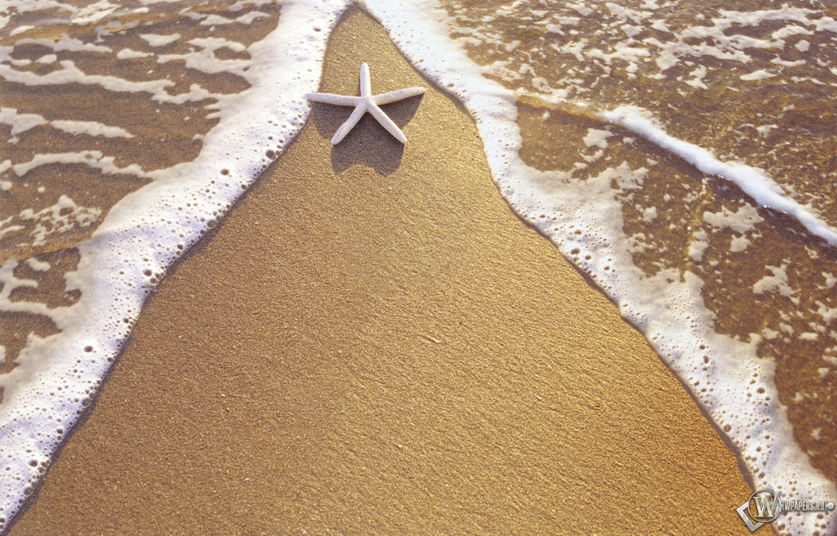 Морская звезда на берегу 1200x768