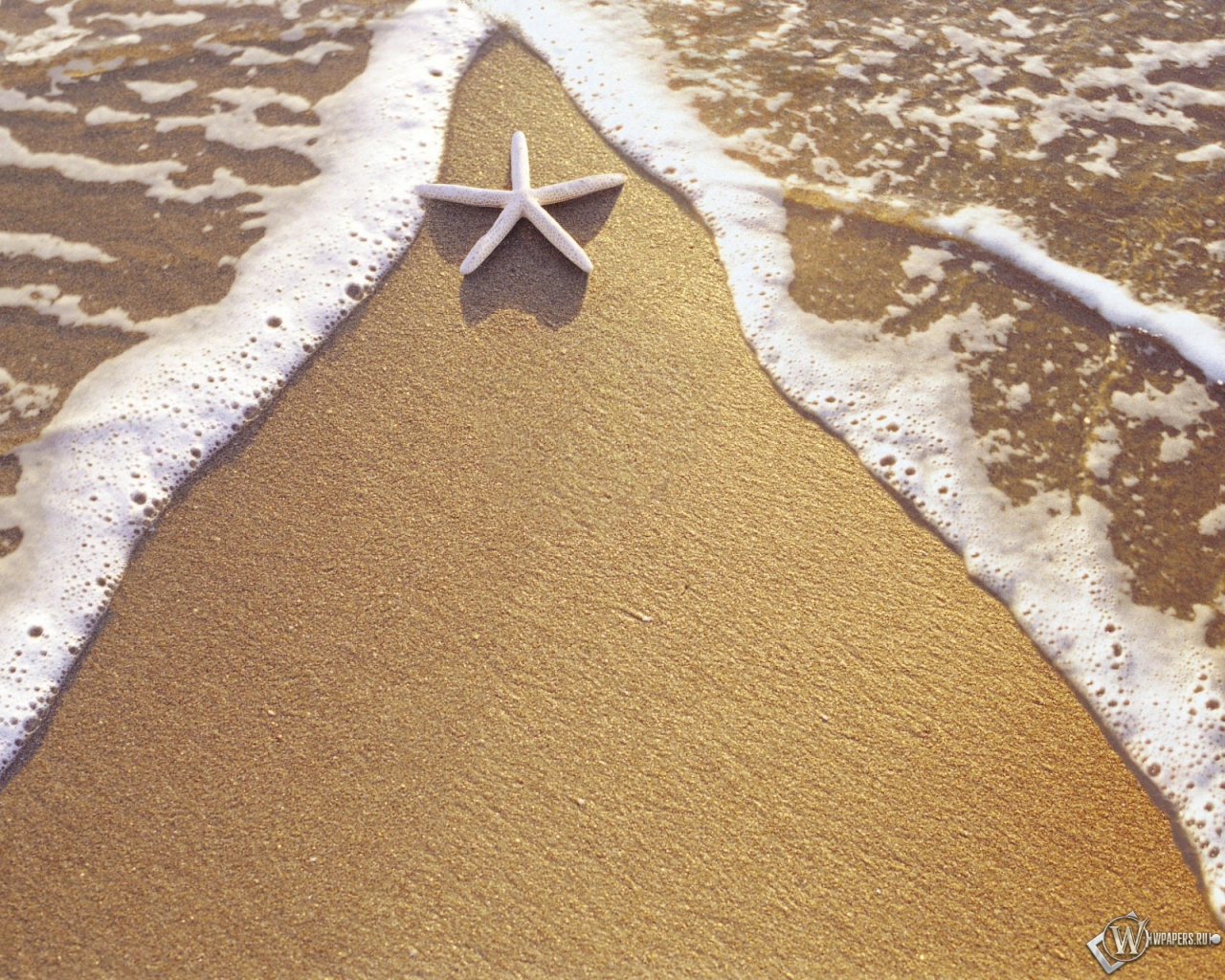 Морская звезда на берегу 1280x1024