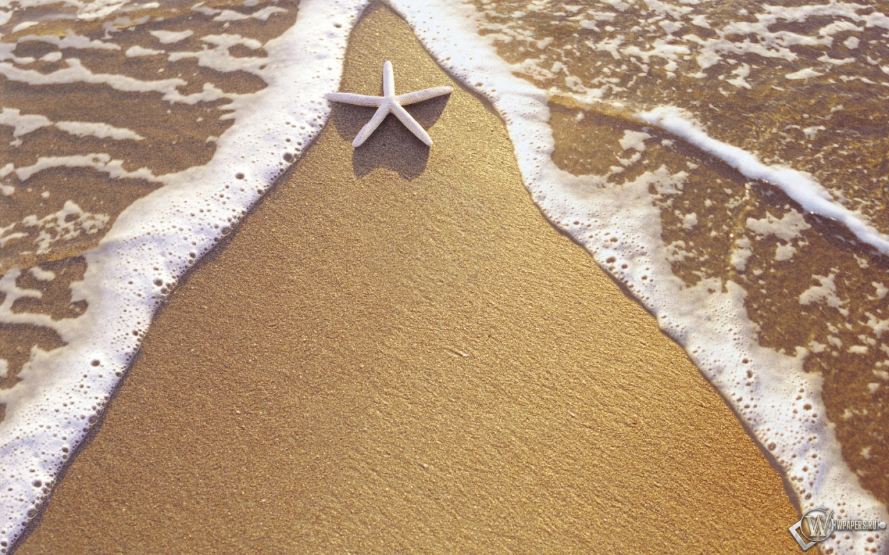 Морская звезда на берегу 1280x800