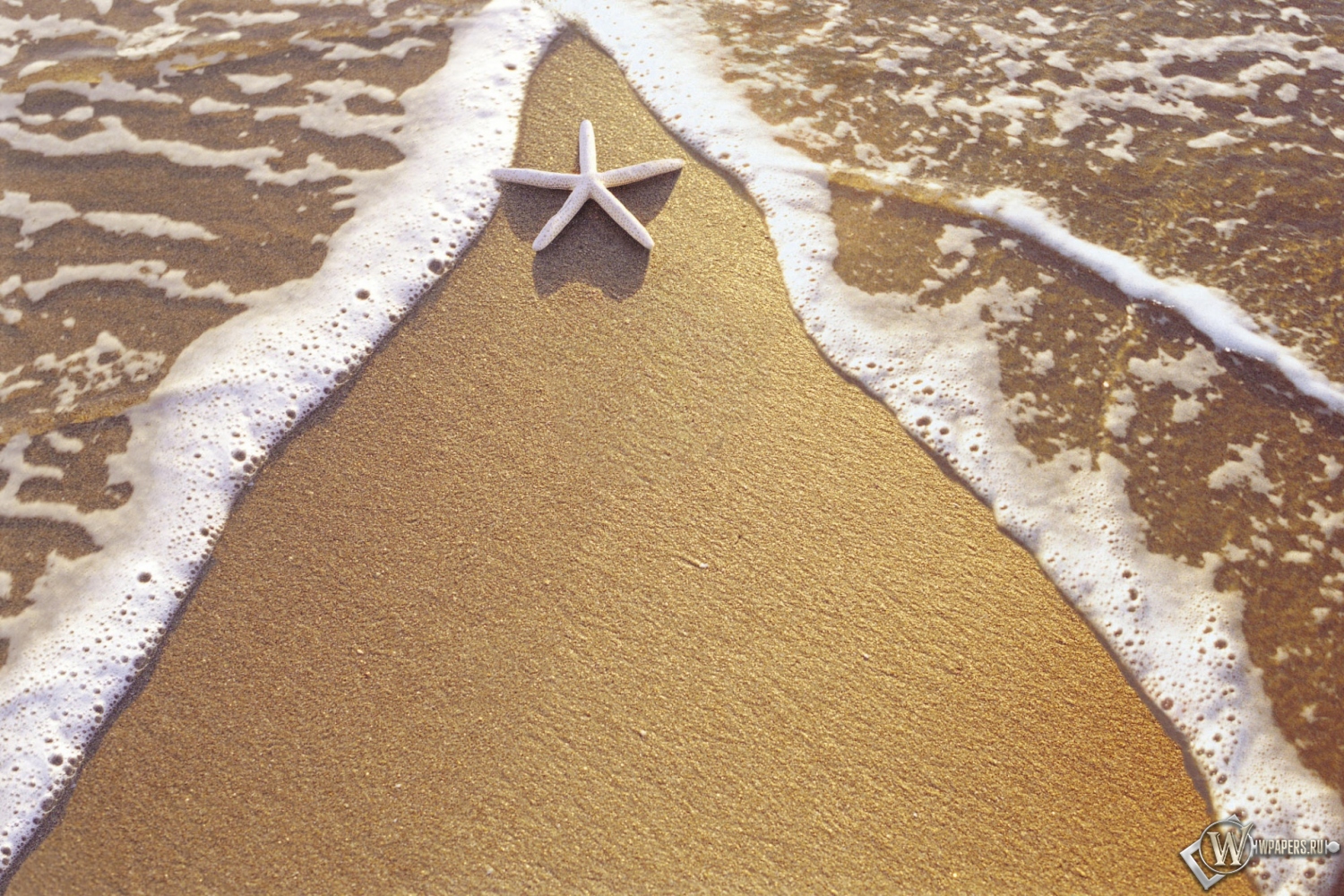 Морская звезда на берегу 1500x1000
