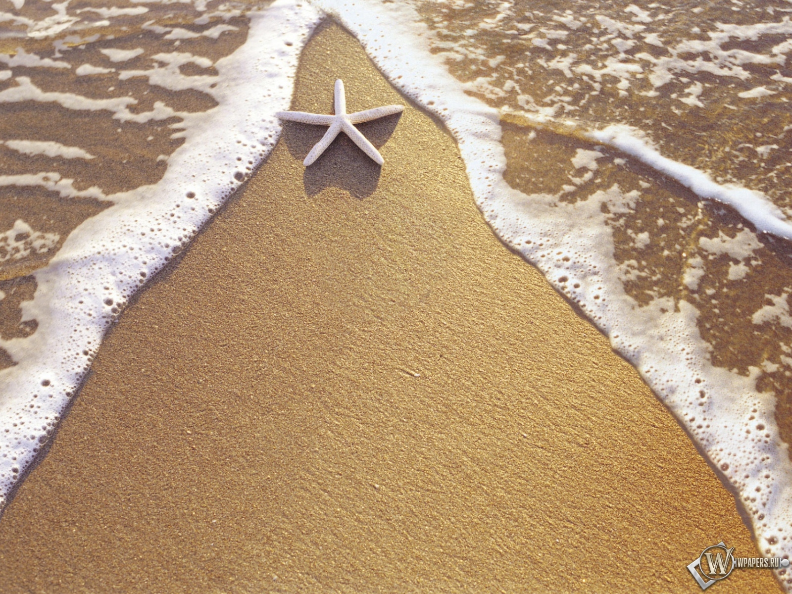 Морская звезда на берегу 1600x1200
