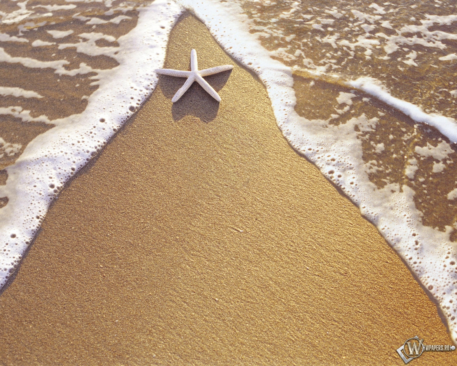Морская звезда на берегу 1600x1280