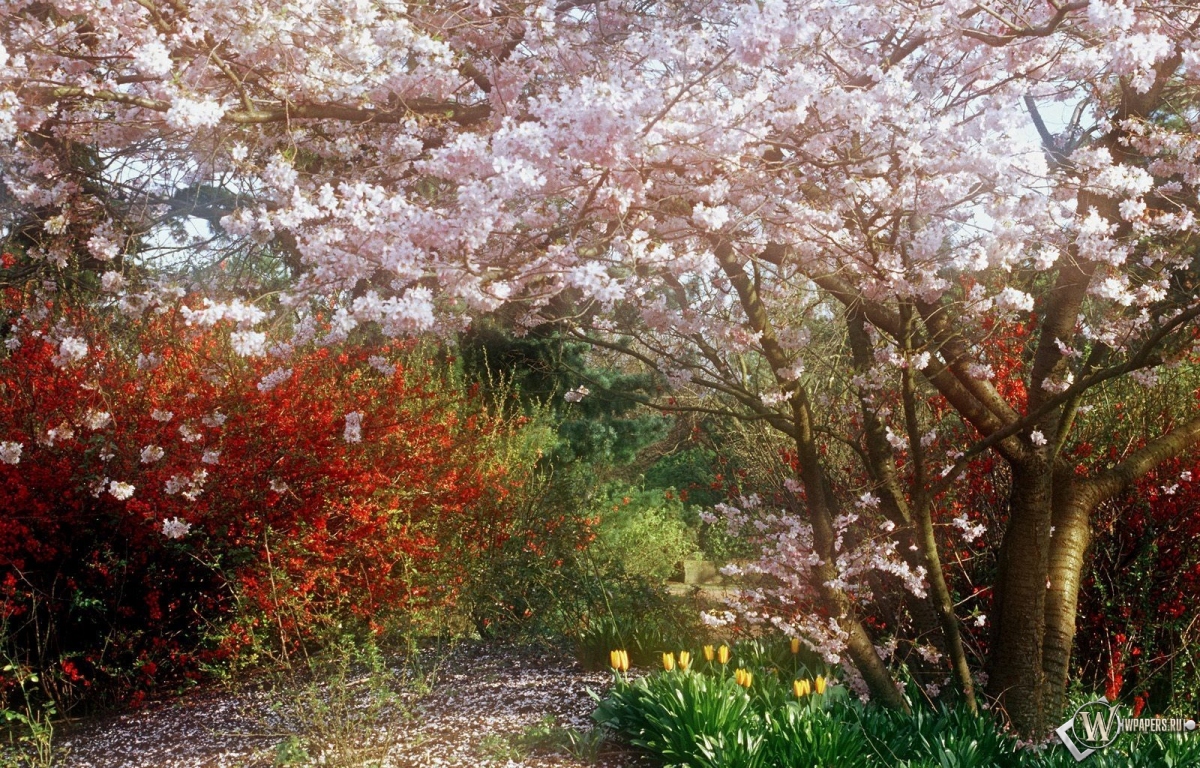 Весенний сад 1200x768