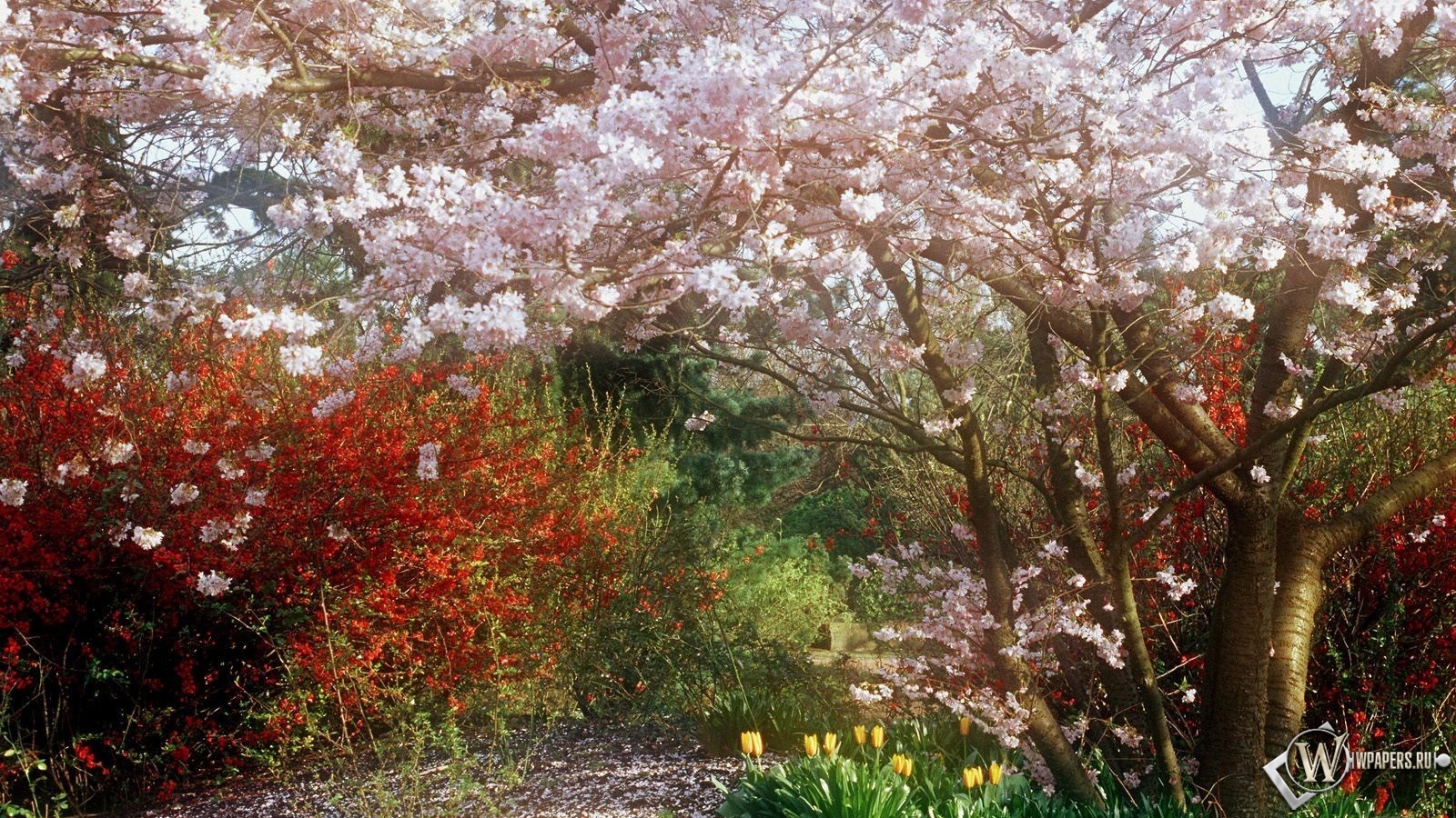 Весенний сад 1600x900