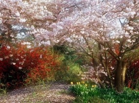 Обои Весенний сад: Цвета, Деревья, Кусты, Природа