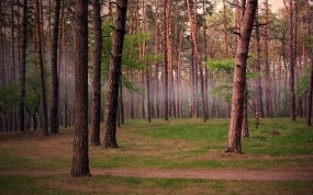 Обои Сосновый лес: Лес, Деревья, Сосны, Природа
