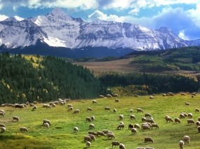 Обои Стадо овец: Горы, Поле, Овца, Пастбище, Природа