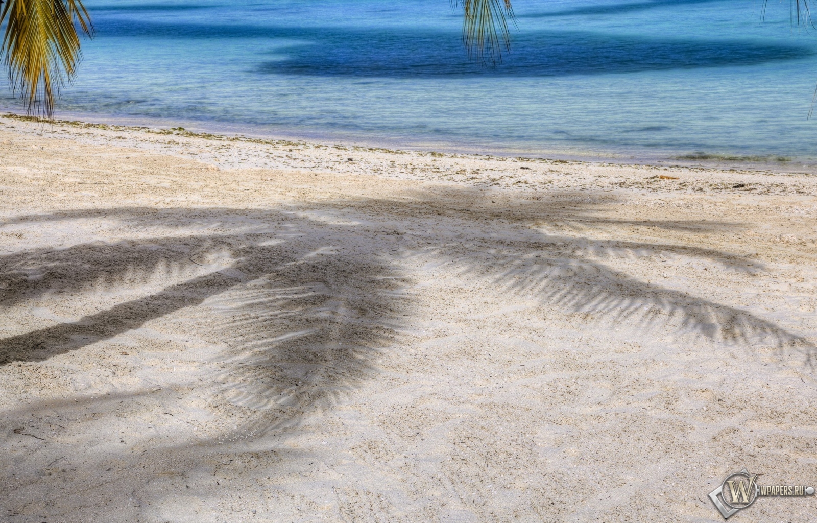 Пляж с пальмами 1600x1024