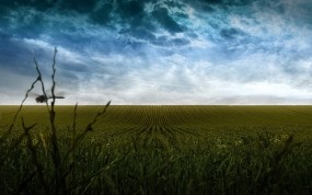 Обои Пасмурное поле: Облака, Поле, Небо, Природа