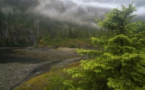 Обои Природа Аляски: Река, Туман, Дерево, Аляска, Природа