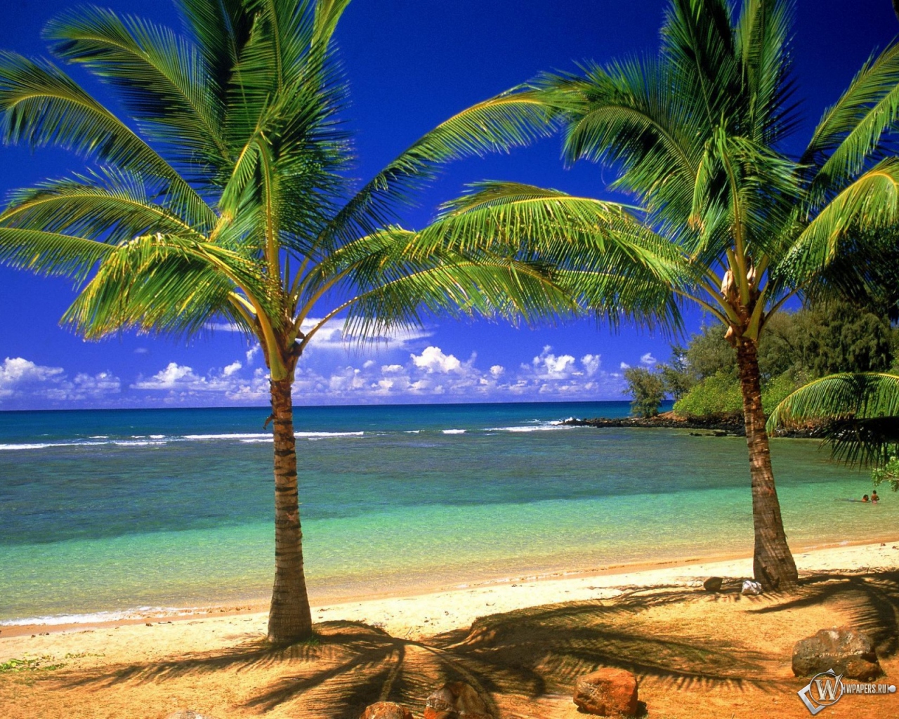 Пальмовый рай 1280x1024