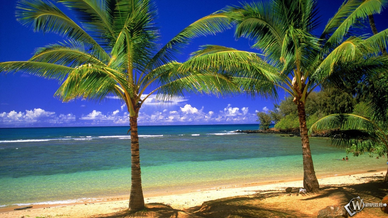 Пальмовый рай 1280x720