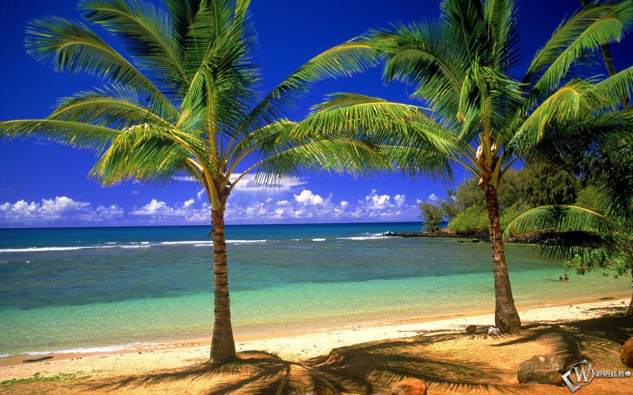 Пальмовый рай 1280x800
