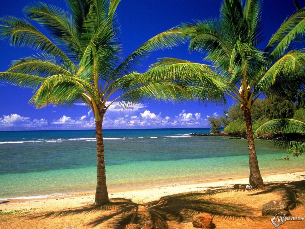 Пальмовый рай 1280x960