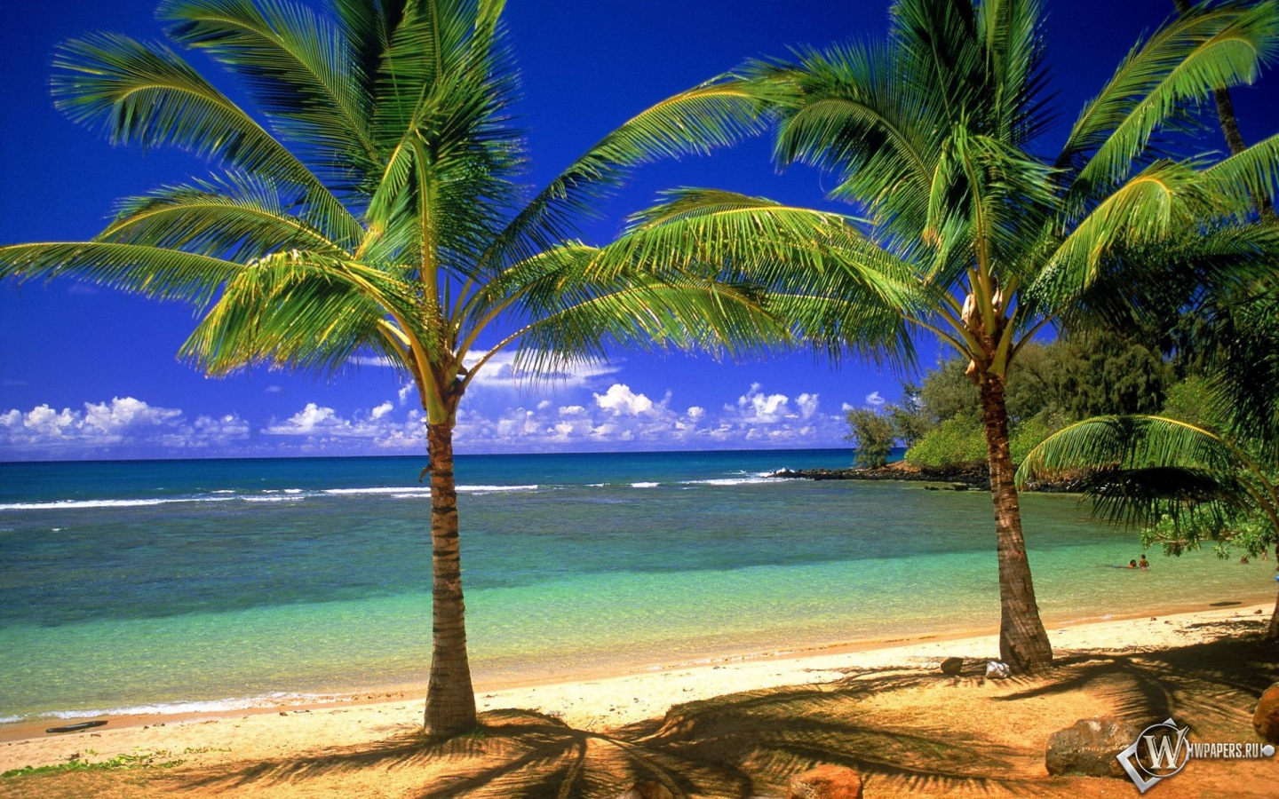 Пальмовый рай 1440x900