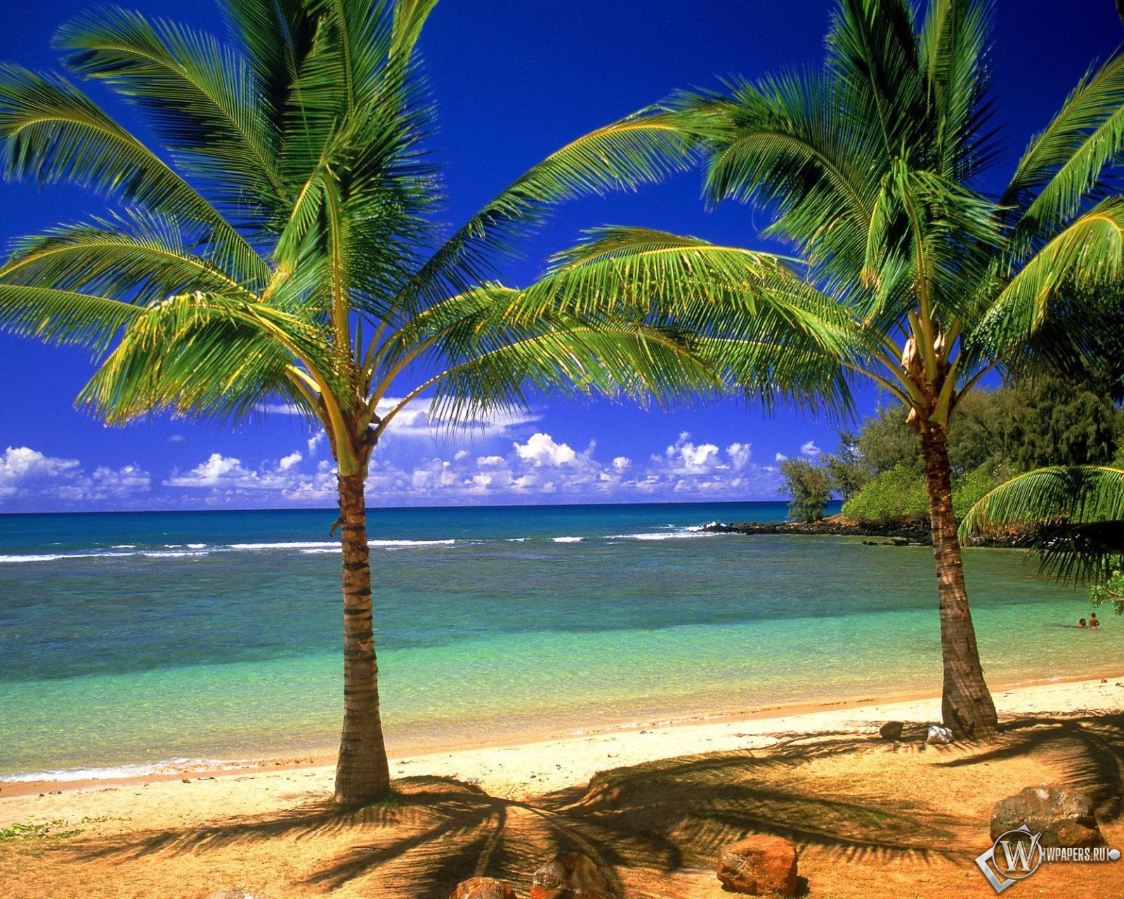 Пальмовый рай 1600x1280