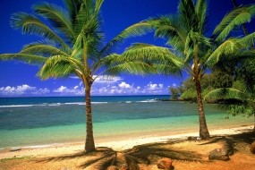 Обои Пальмовый рай: Пальмы, Песок, Берег, Природа