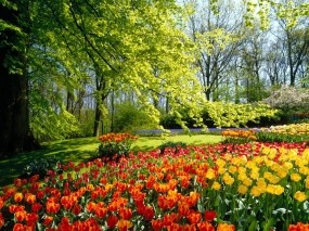 Обои Очарование весны: Деревья, Цветы, Весна, Природа