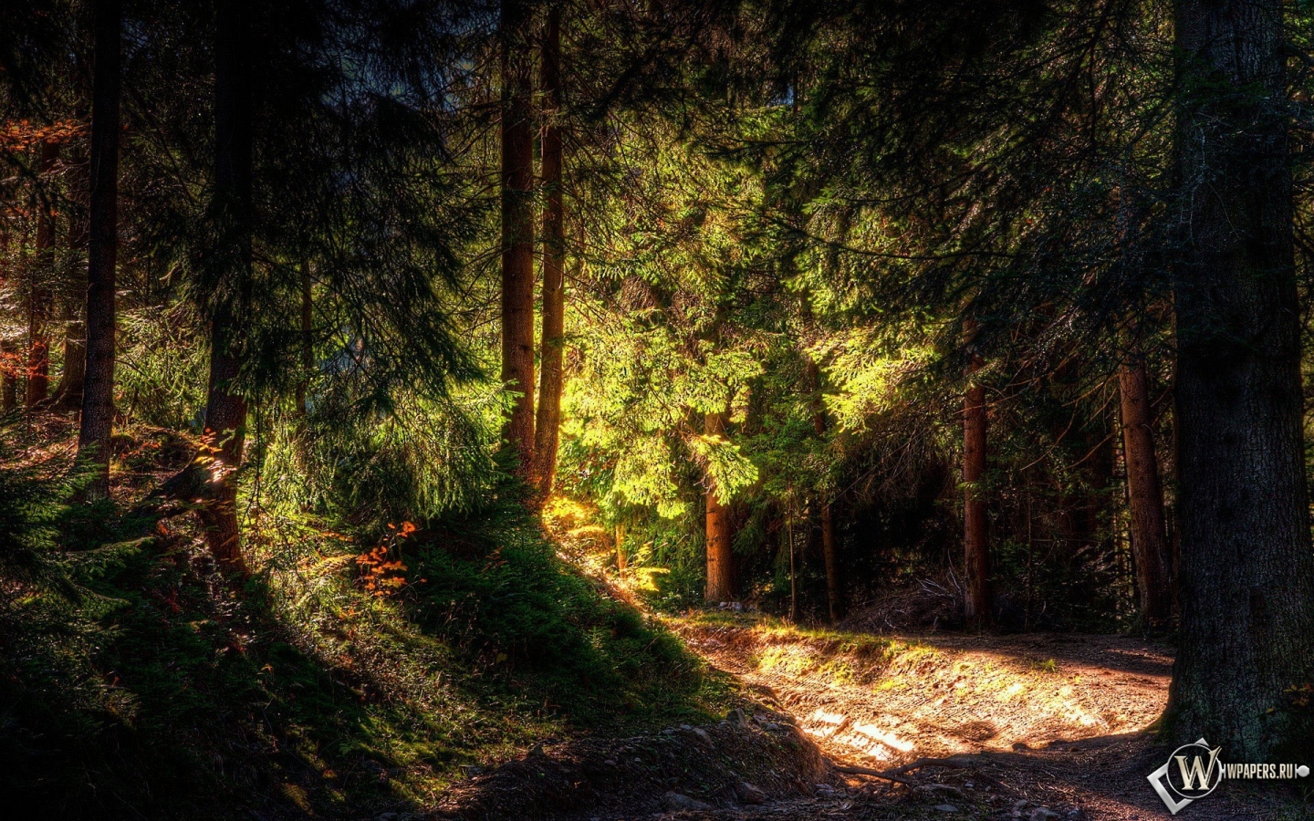 Утренний лес 1440x900