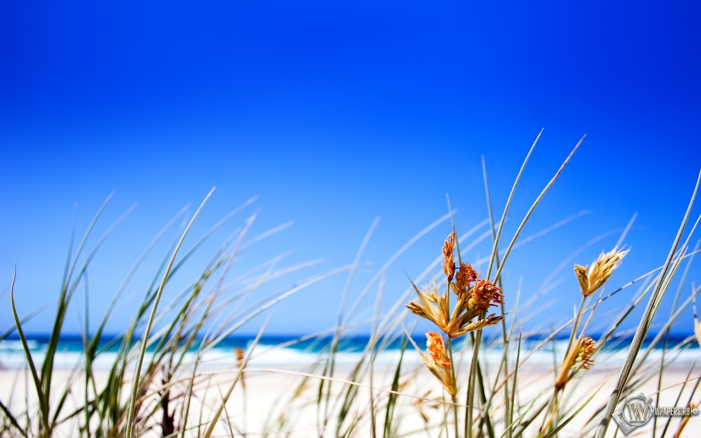 Пляж из белого песка 1440x900