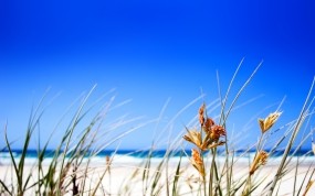 Обои Пляж из белого песка: Пляж, Трава, Горизонт, Природа