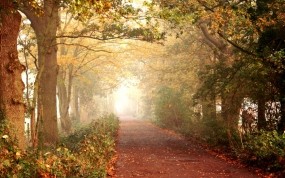 Обои Осенняя тропинка: Дорога, Лес, Деревья, Осень, Листья, Тропинка, Природа