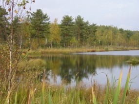 Обои Летнее озеро: Лес, Деревья, Озеро, Природа