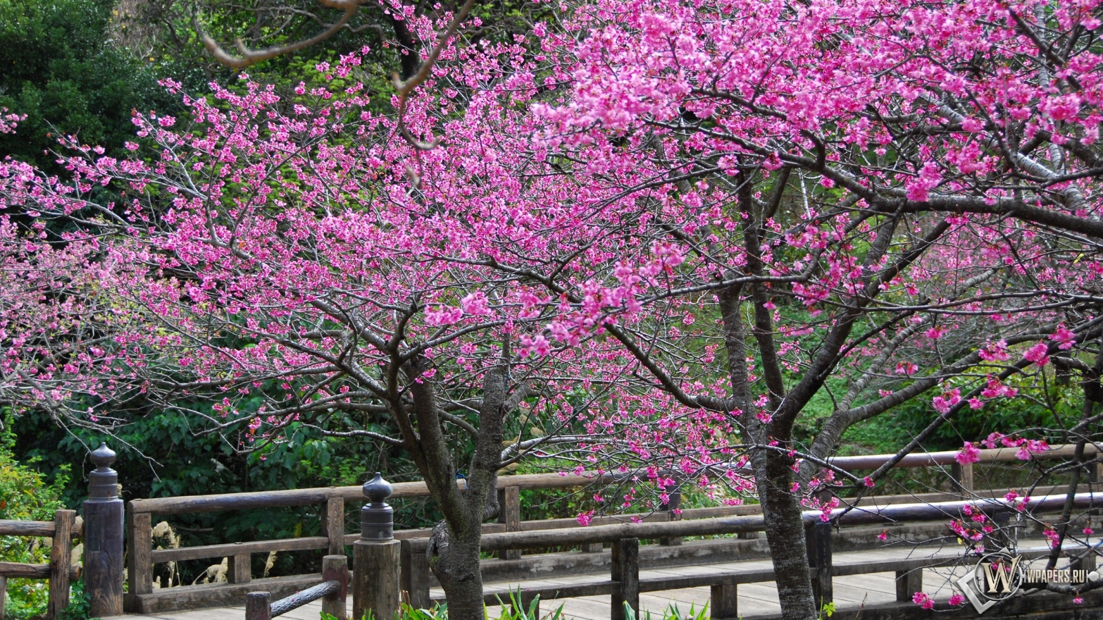 Сакура в цвету 1600x900