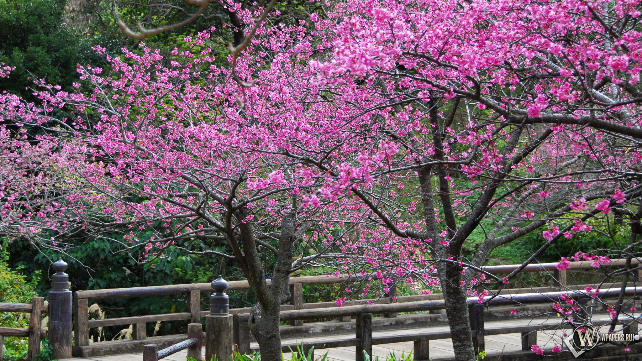 Сакура в цвету 2048x1152