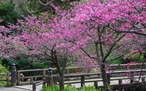 Обои Сакура в цвету: Деревья, Цветы, Весна, Сакура, Природа