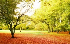 Обои Осенний парк: Деревья, Осень, Парк, Тропинка, Природа