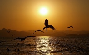 Обои Птицы на закате: Волны, Море, Солнце, Закат, Природа