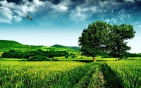 Обои Зелёное поле: Поле, Дерево, Небо, Прочие пейзажи