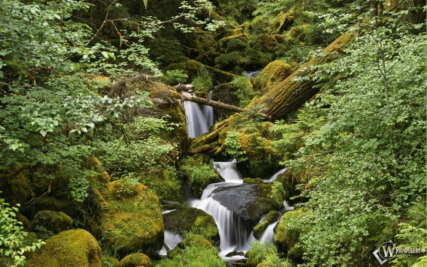 Лес Камни Фото