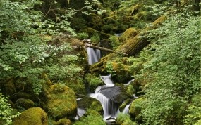 Обои Лесной ручей: Лес, Камни, Ручей, Природа
