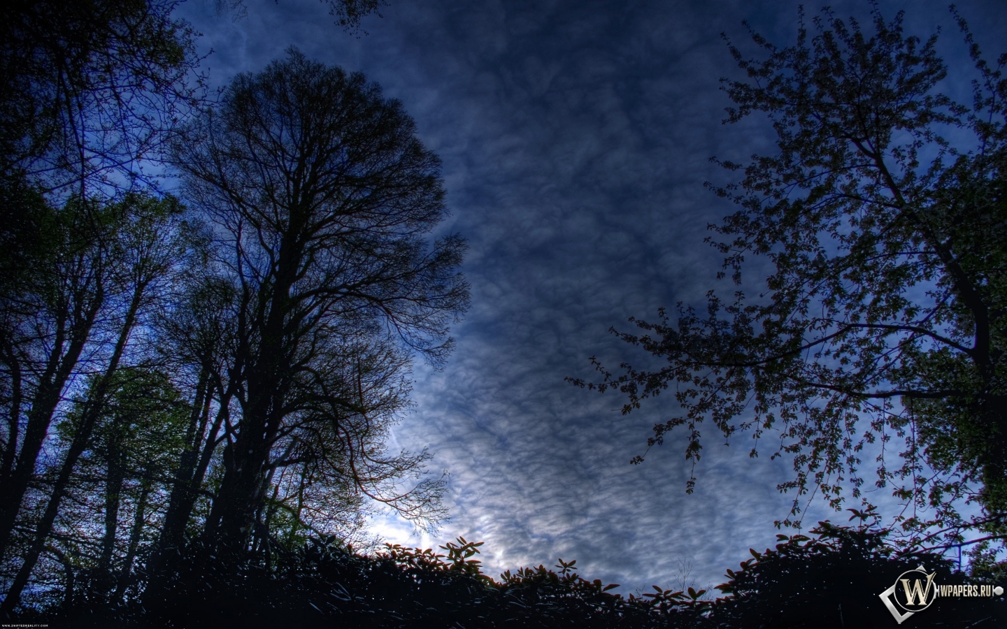 Ночной лес 1440x900