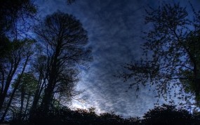 Обои Ночной лес: Деревья, Ночь, Небо, Природа