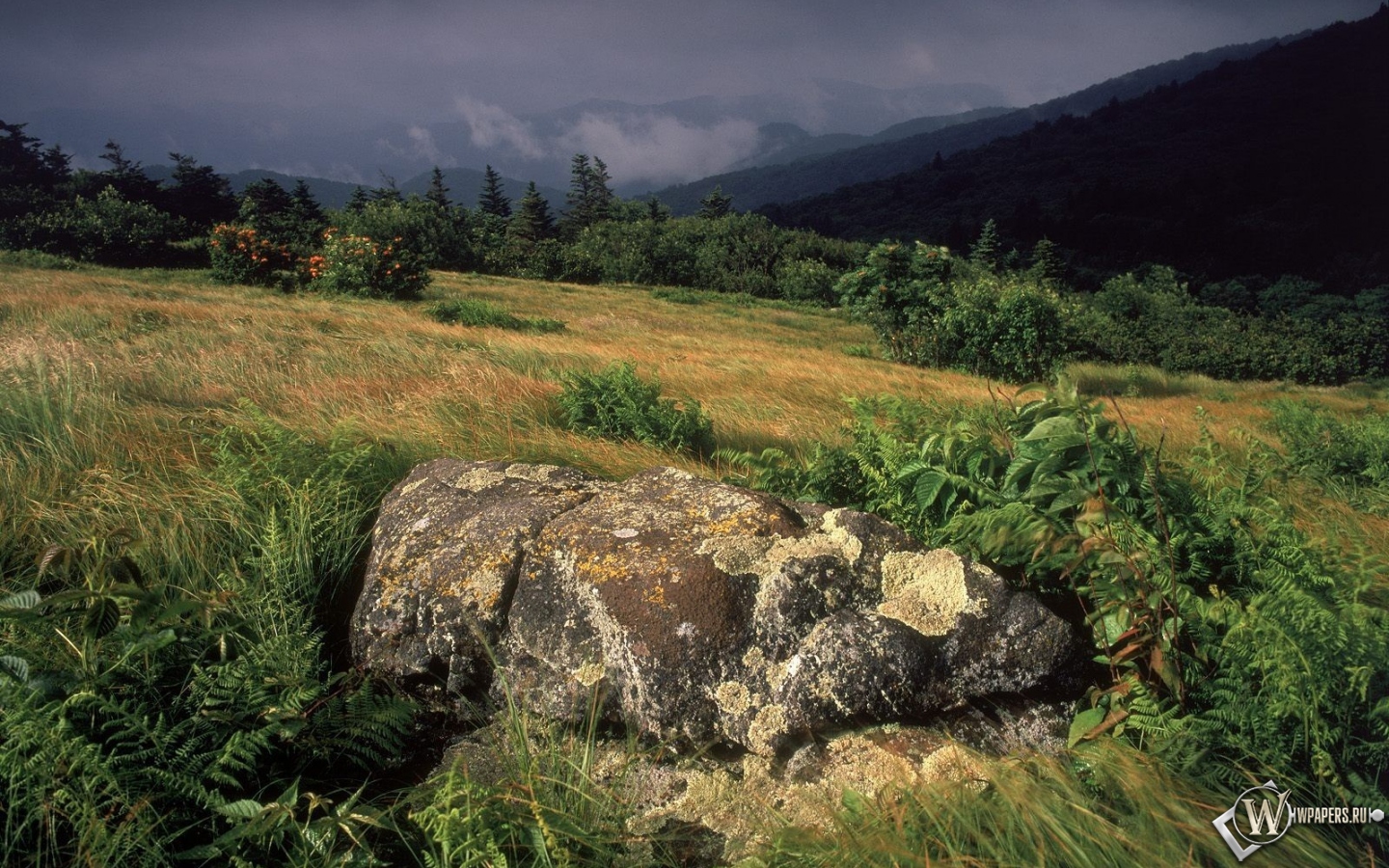 Камни в траве 1440x900