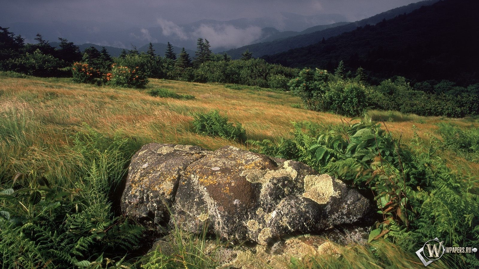 Камни в траве 1600x900